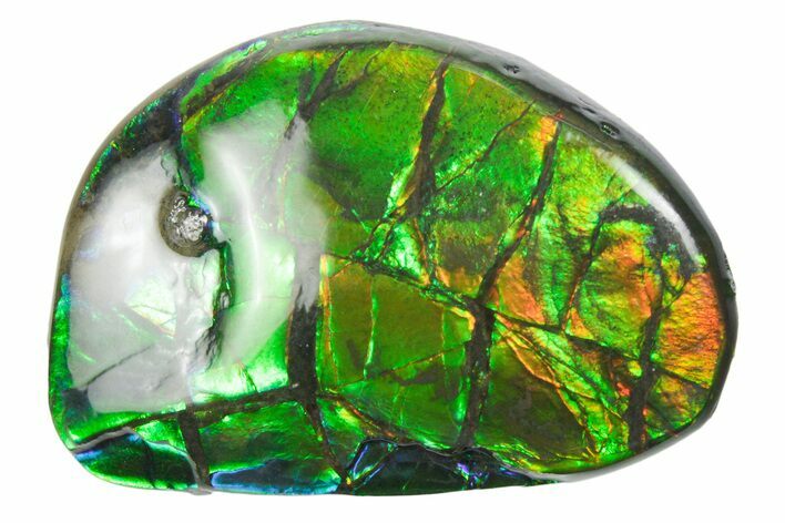 Iridescent Ammolite (Fossil Ammonite Shell) - Alberta #357513